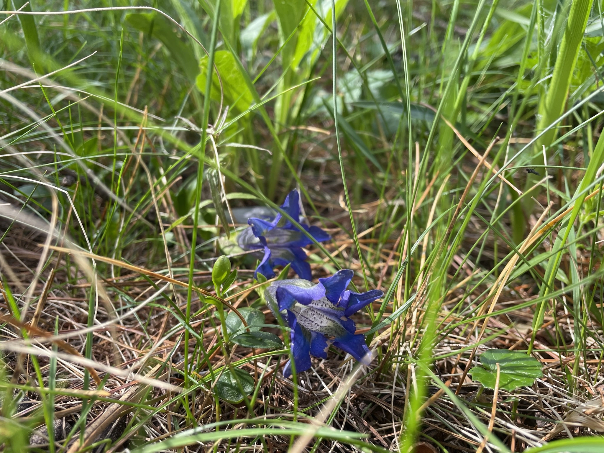 Scoula da La Plaiv